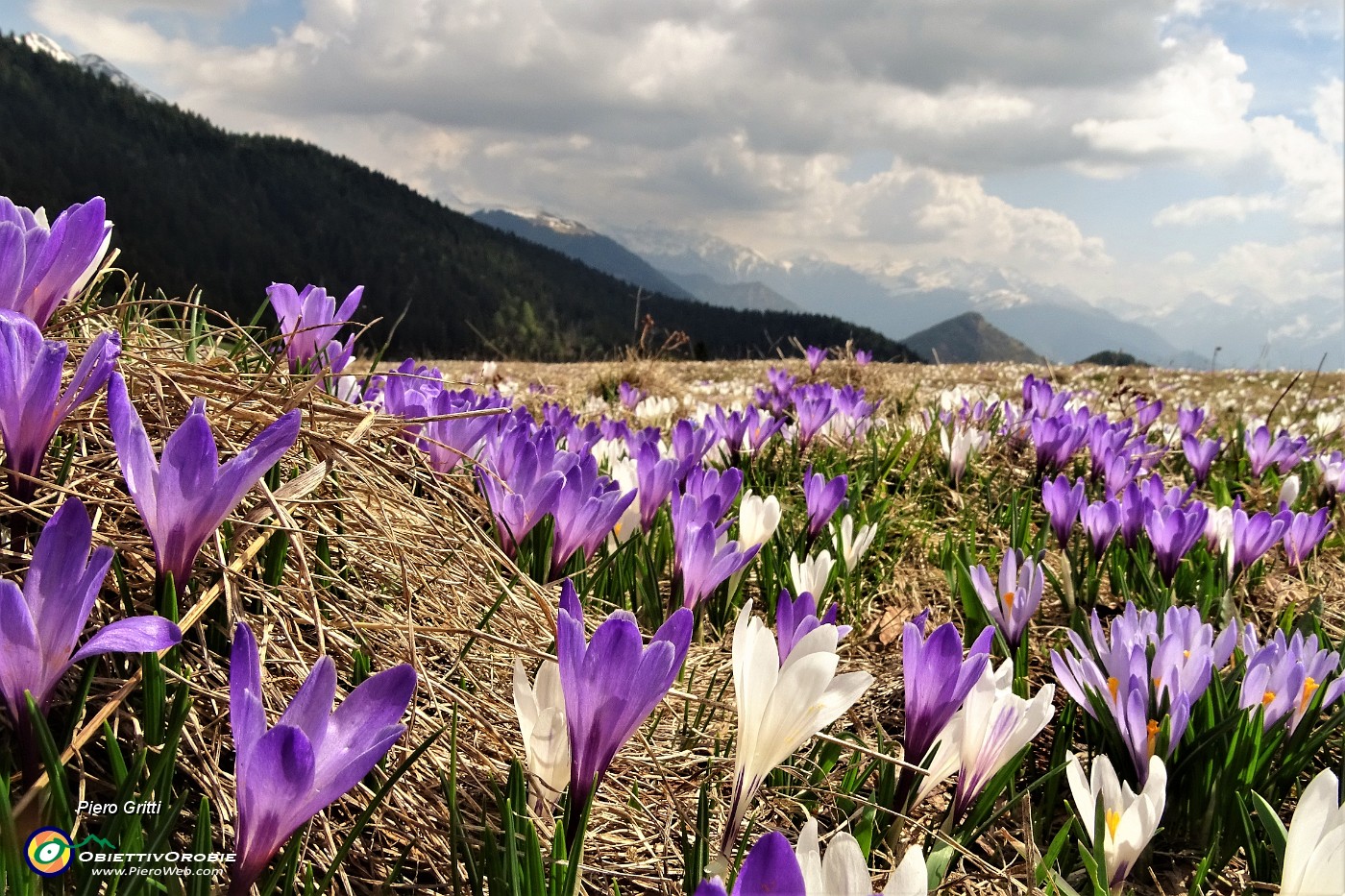 04 Coloratissima distesa fiorita sui prati della Pigolotta .JPG